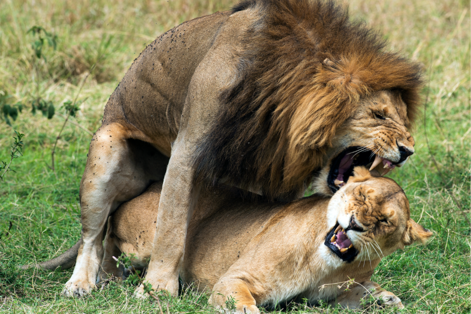 Lions having sex